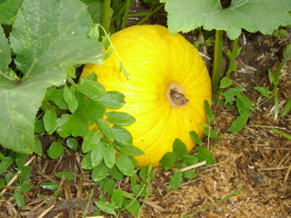 a
              yellow beauty on 5 August2005